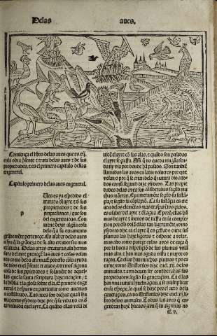 Libro XII